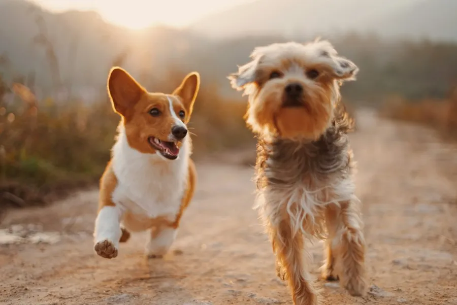 Corgi e Yorkshire correndo juntos